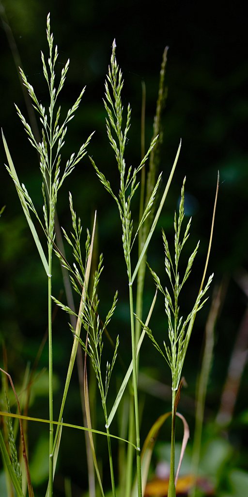 Poa nemoralis (Wood Meadow-grass)