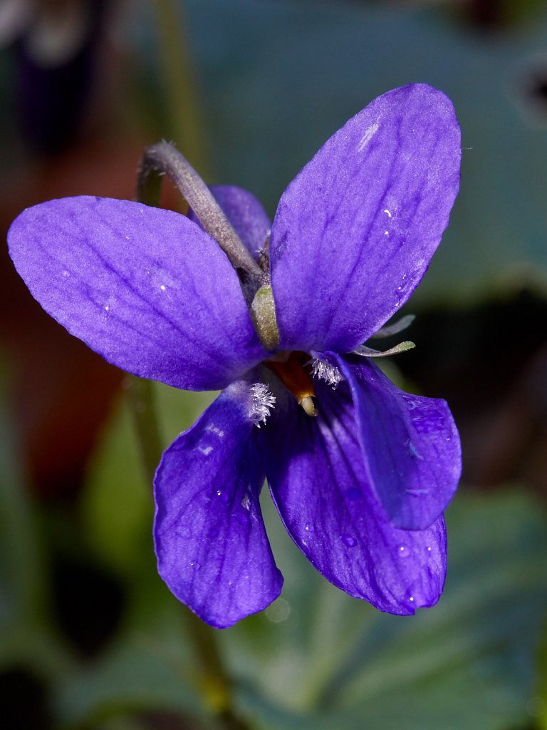 Viola odorata (Sweet Violet)