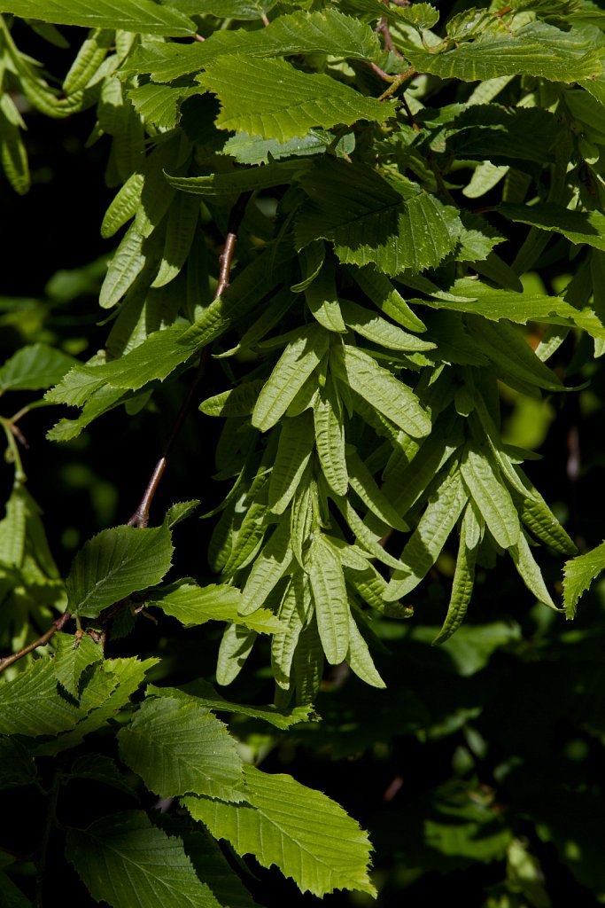 Betulaceae (Birches)