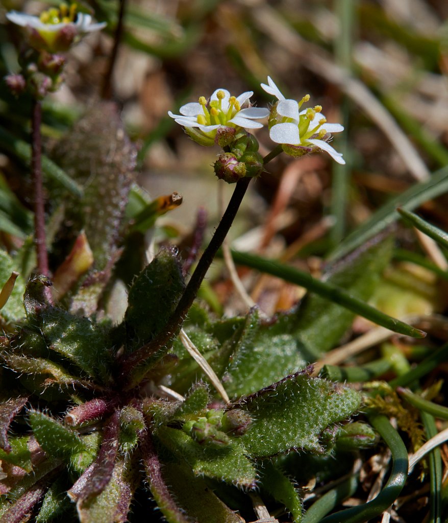 Brassicaceae (Crucifers)