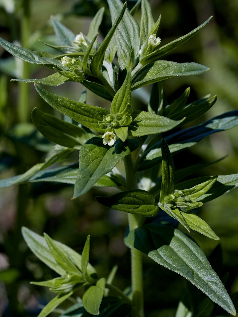 Lithospermum officinale (Common Gromwell)