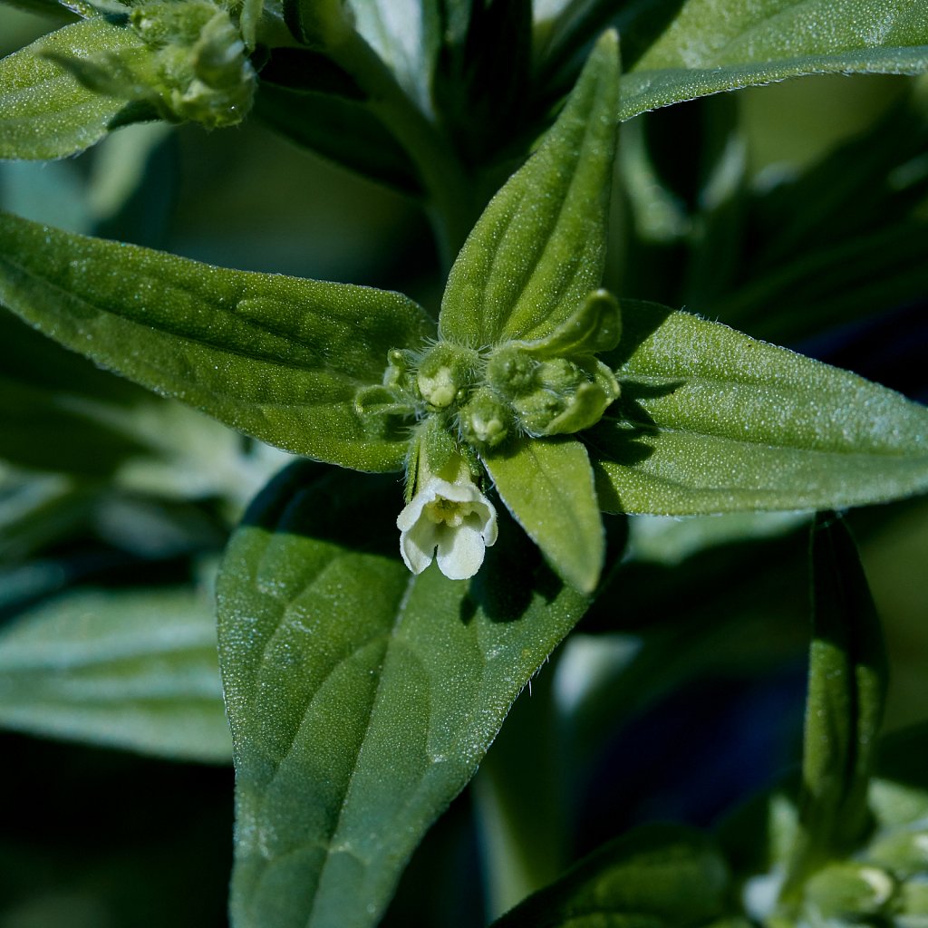 Lithospermum officinale (Common Gromwell)