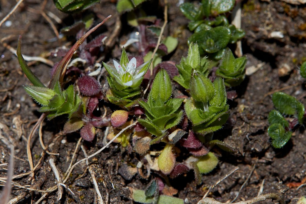 Arenaria serpyllifolia (Thyme-leaved Sandwort)