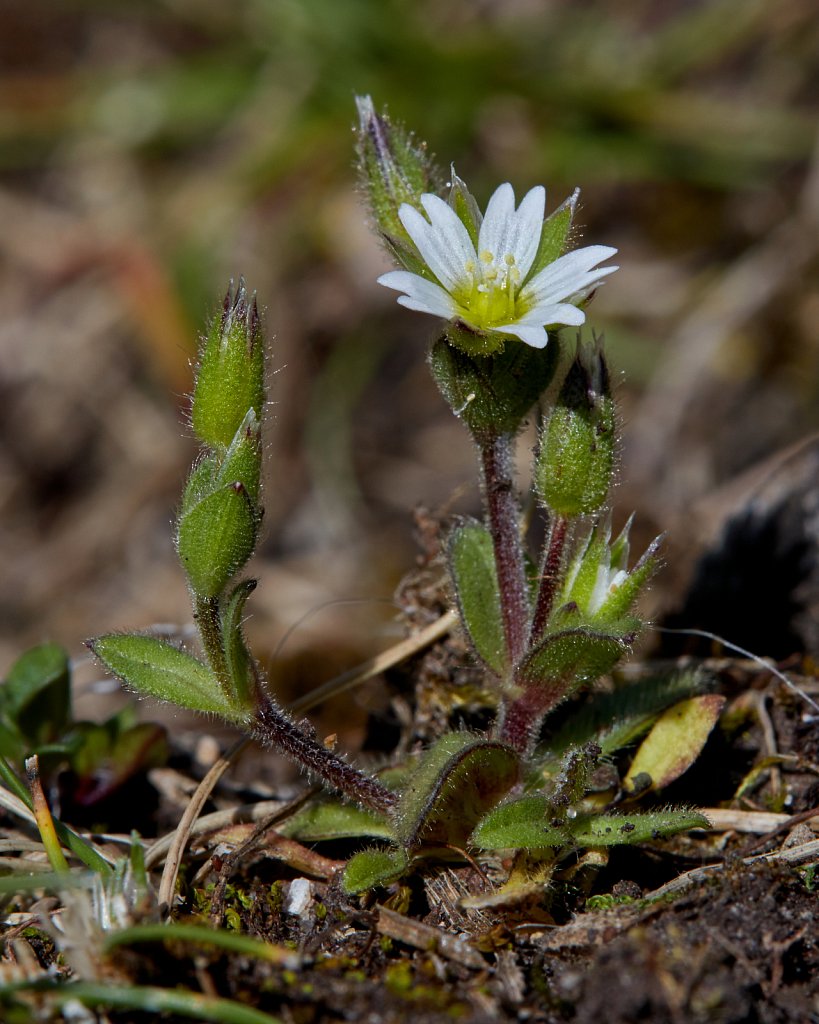 Cerastium diffusum (Sea Mouse-ear)