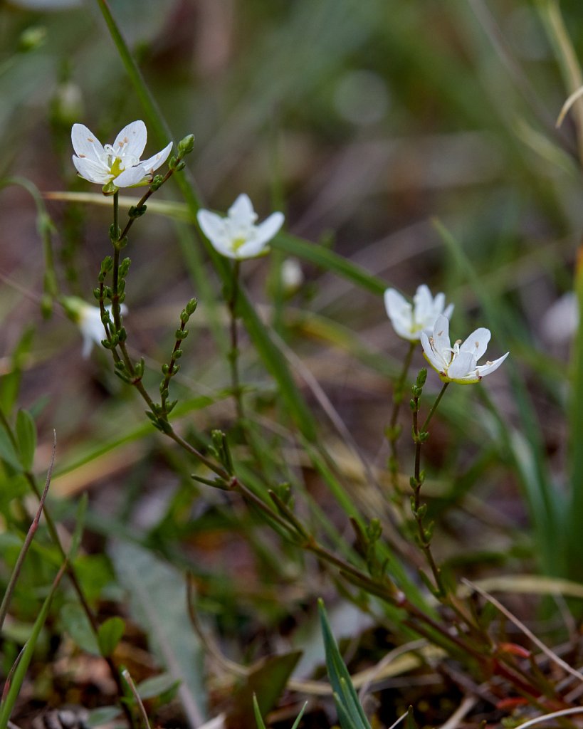 Sagina nodosa (Knotted Pearlwort)