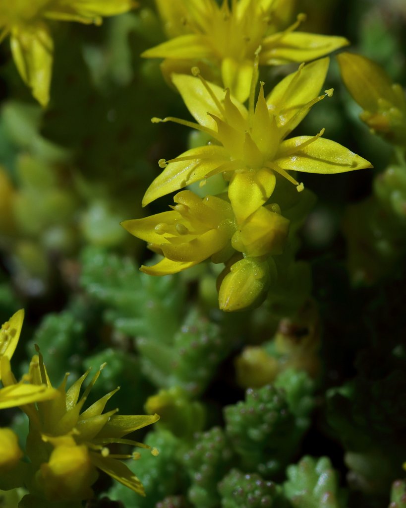 Sedum acre (Biting Stonecrop)