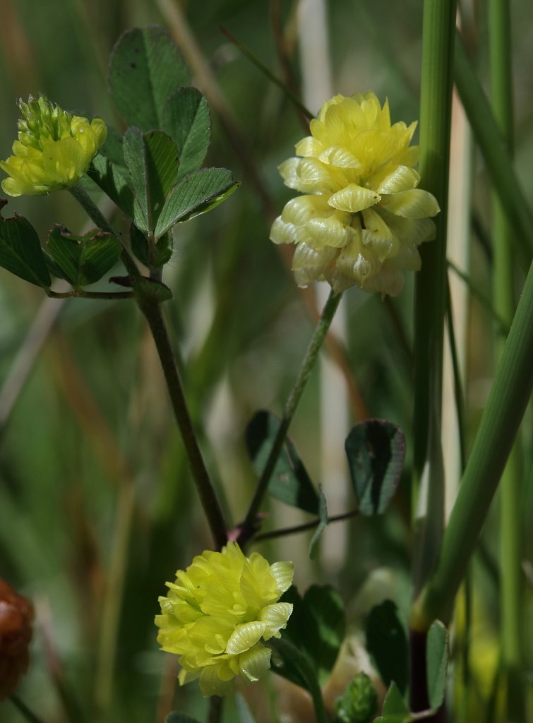 Trifolium campestre (Hop Trefoil)