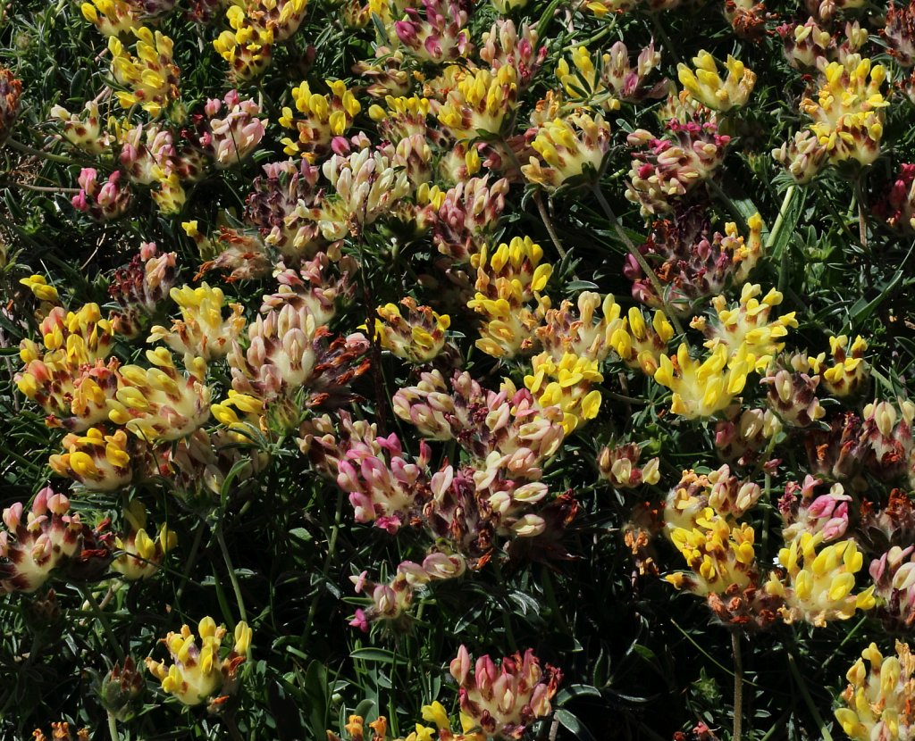 Anthyllis vulneraria (Kidney Vetch)