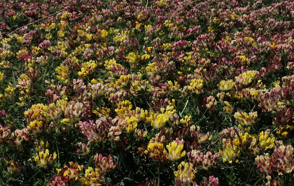 Anthyllis vulneraria (Kidney Vetch)