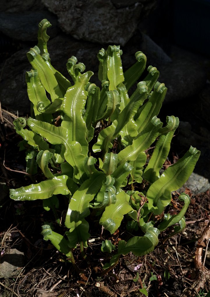 Asplenium scolopendrium (Hart's-tongue)