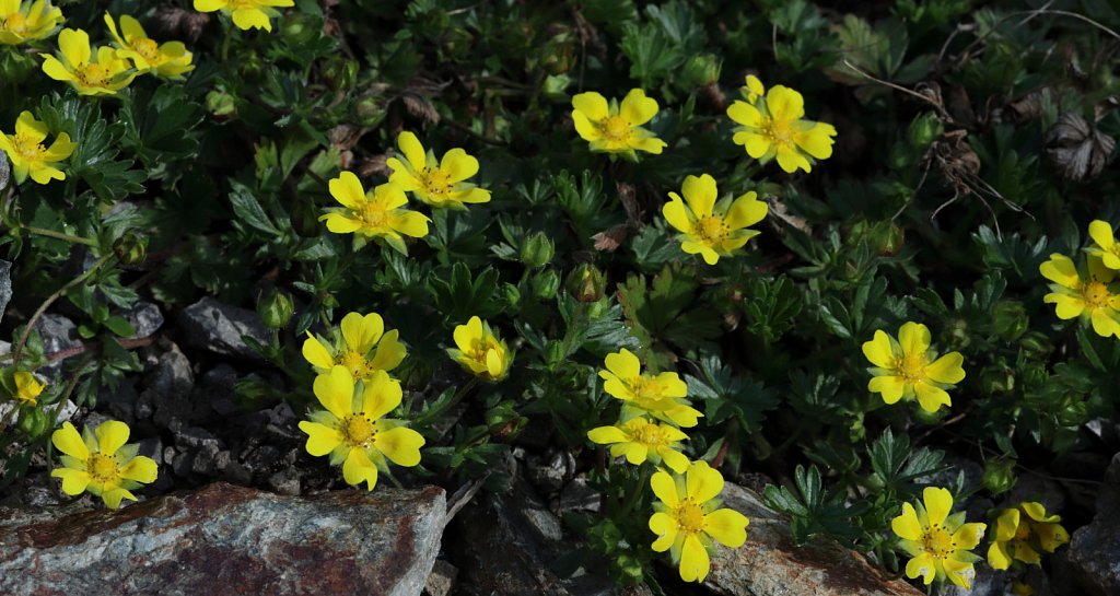 Potentilla verna (Spring Cinquefoil)