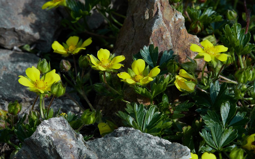 Potentilla verna (Spring Cinquefoil)