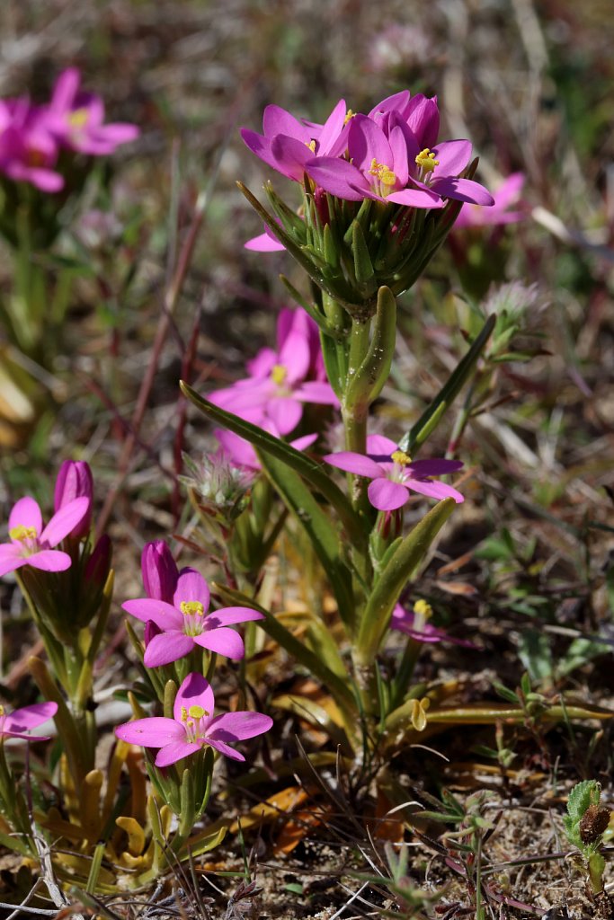 Centaurium littorale (Seaside Centaury)