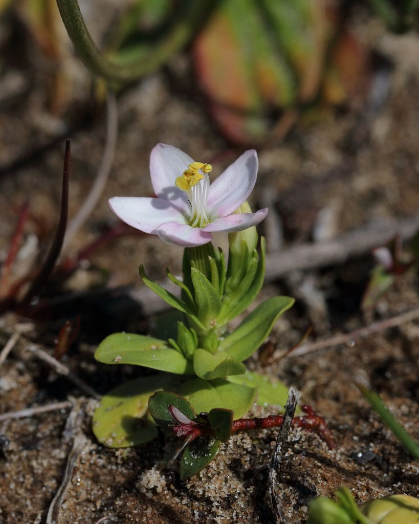 Centaurium erythraea (Common Centaury)