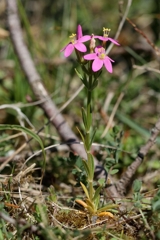 Centaurium littorale (Seaside Centaury)