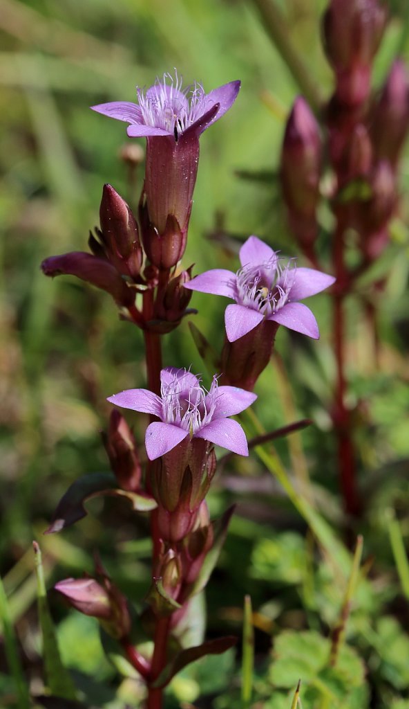 Gentianella amarella ssp amarella (Autumn Felwort)