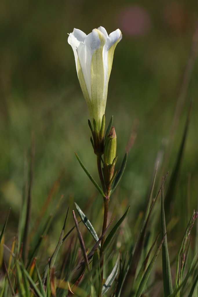 Gentiana pneumonanthe (Marsh Gentian)