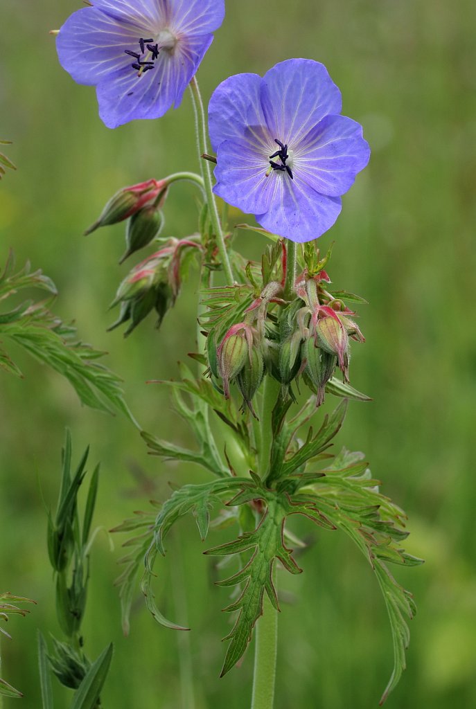 Geranium pratense (Meadow Crane's-bill)