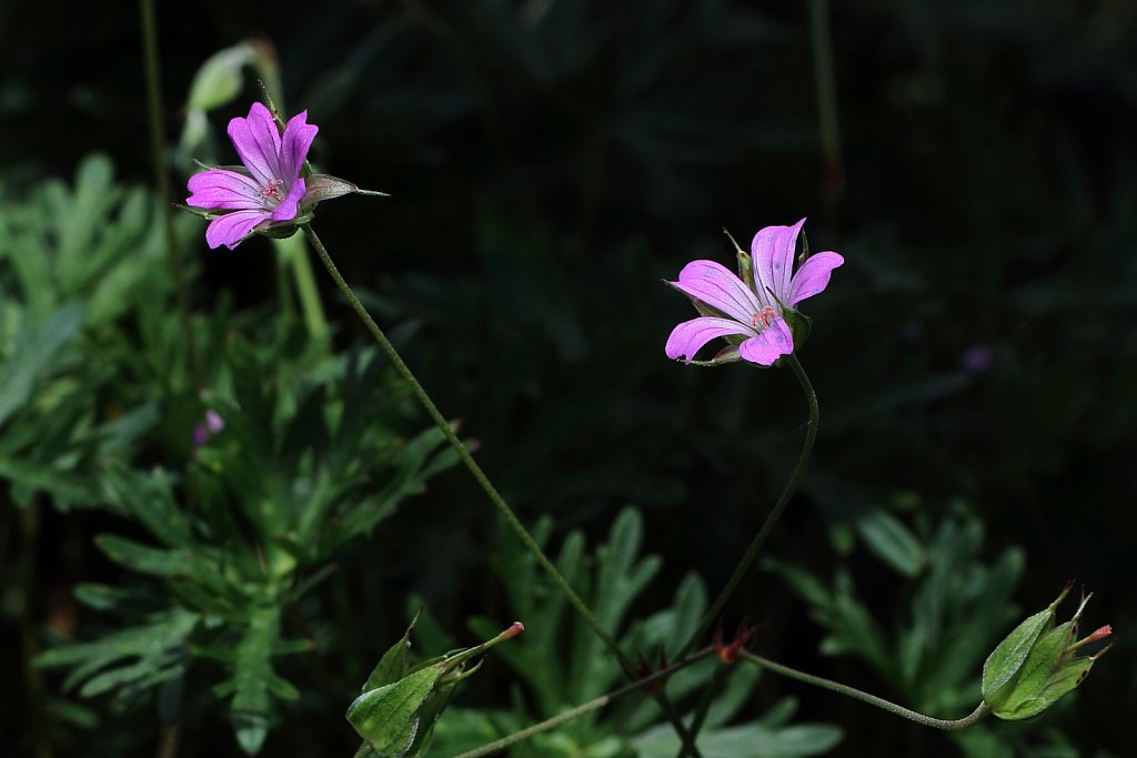 Geranium columbinum (Long-stalked Crane's-bill)