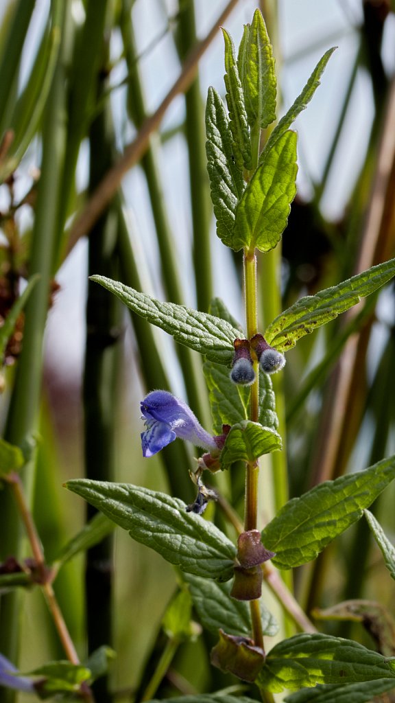 Scutellaria galericulata (Skullcap)