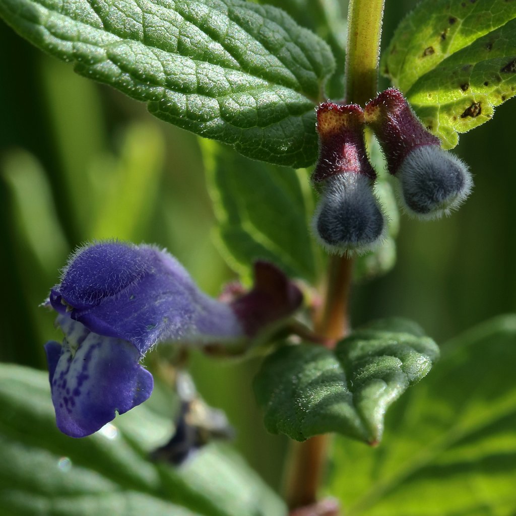 Scutellaria galericulata (Skullcap)