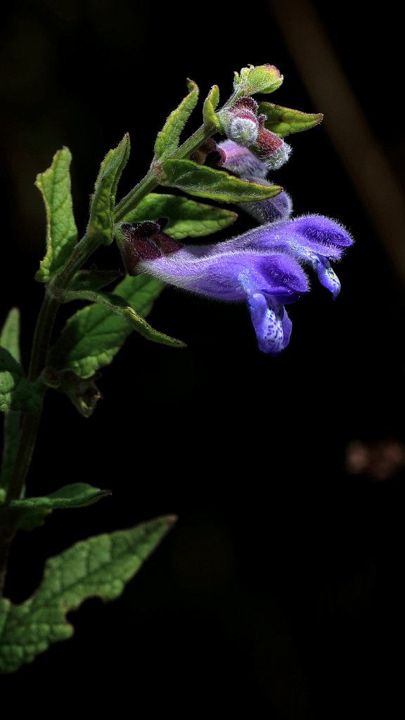 Scutellaria galericulata (Skullcap)