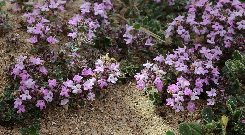 Thymus drucei (Wild Thyme)