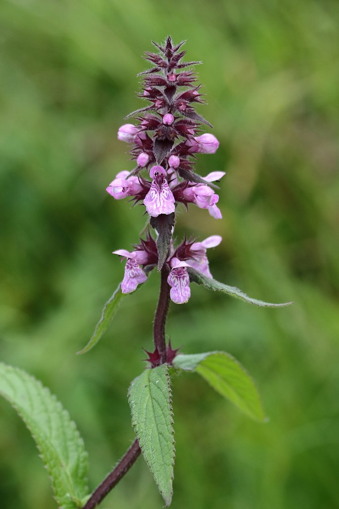 Stachys palustris (Marsh Woundwort)