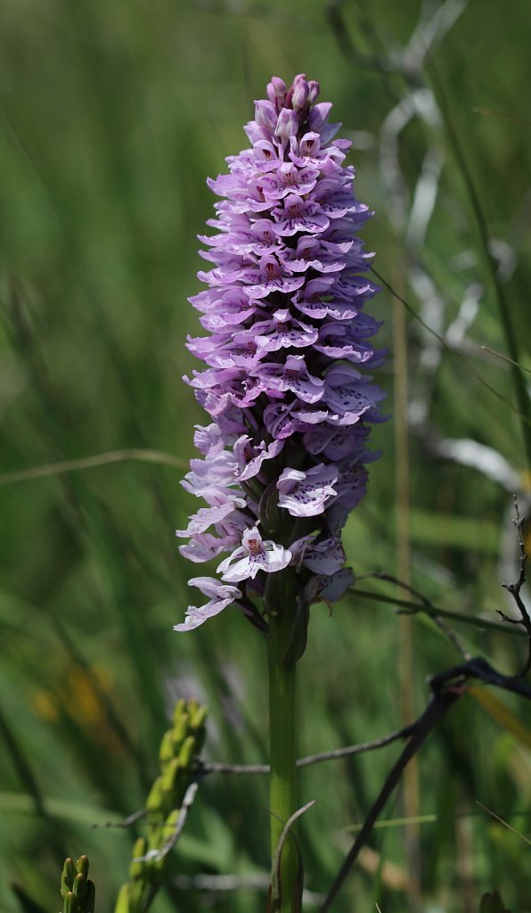 Dactylorhiza maculata (Heath Spotted-orchid)
