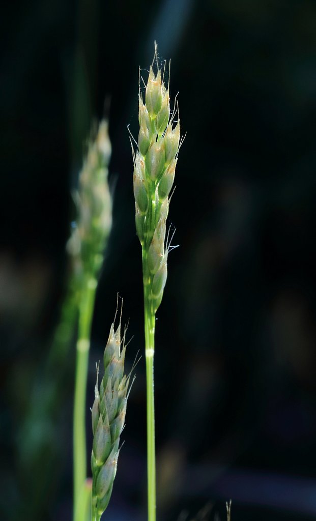 Aira praecox (Early Hair-grass)