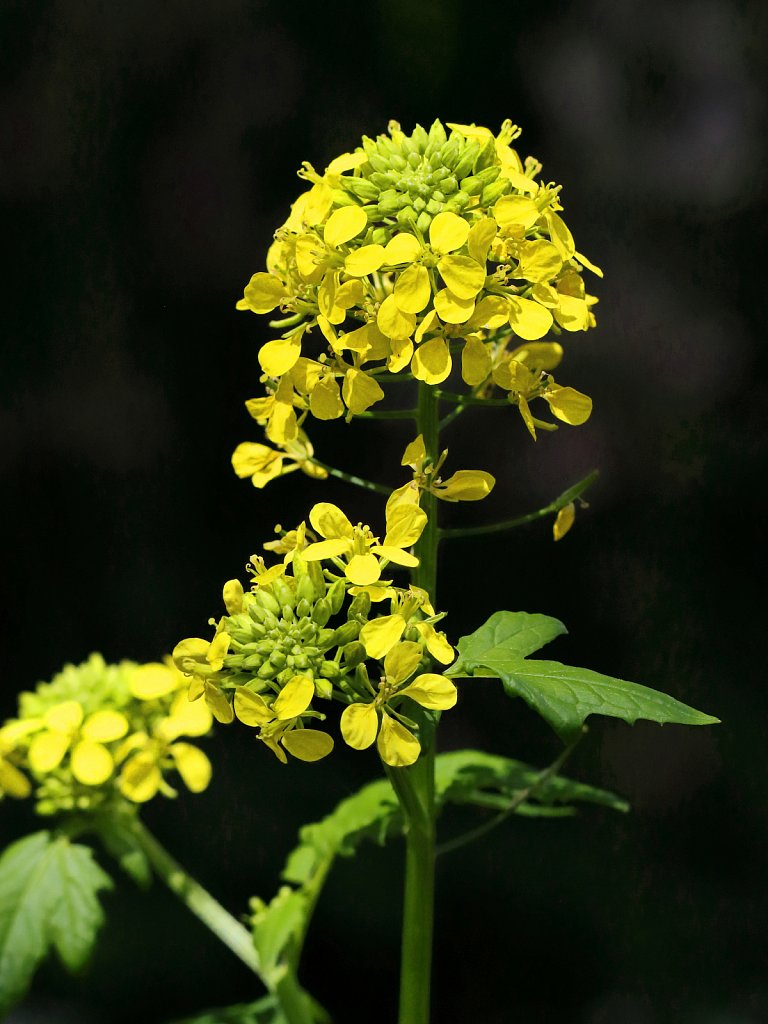 Sinapis alba (White Mustard)