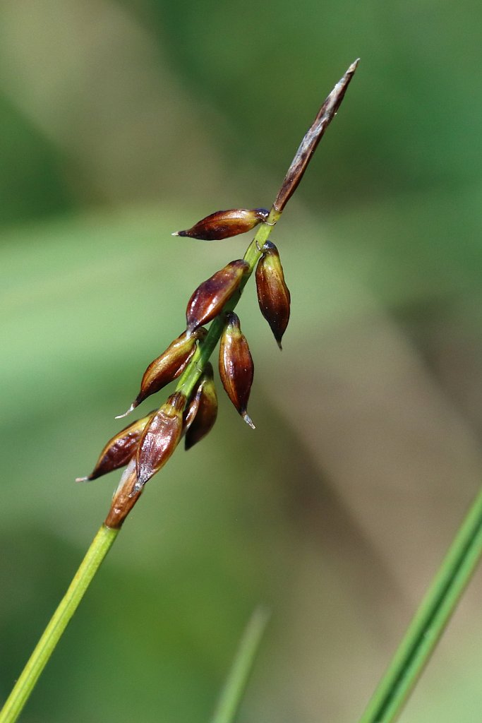 Carex pulicaris (Flea Sedge)