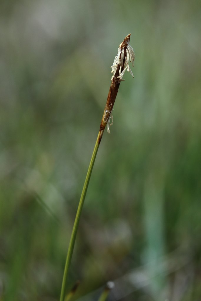 Carex dioica (Dioecious Sedge)