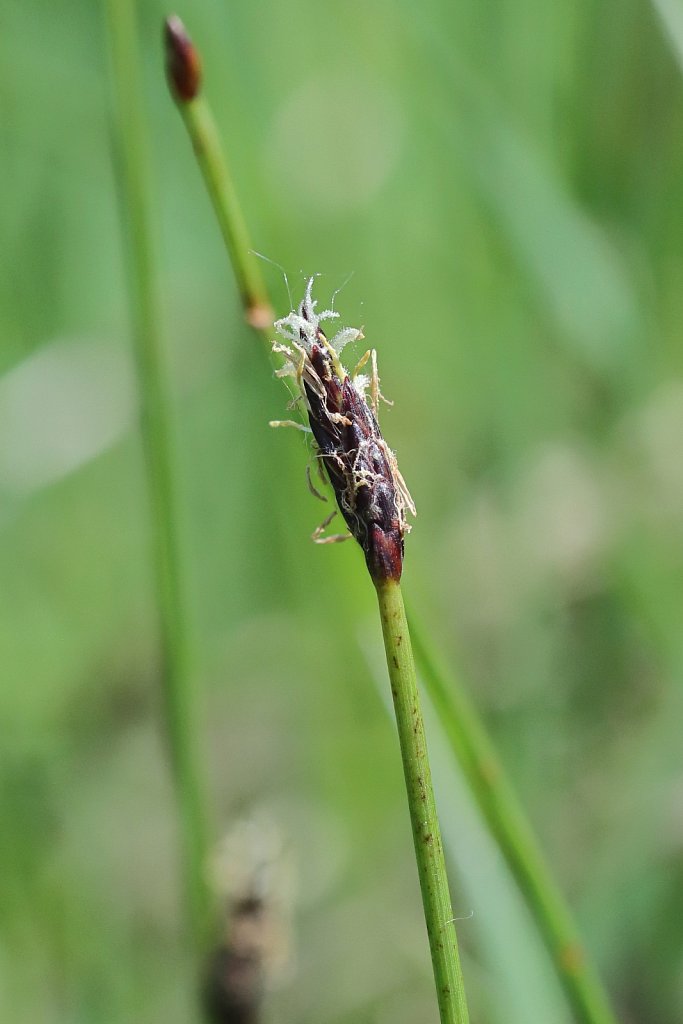 Eleocharis palustris (Spike-rush)