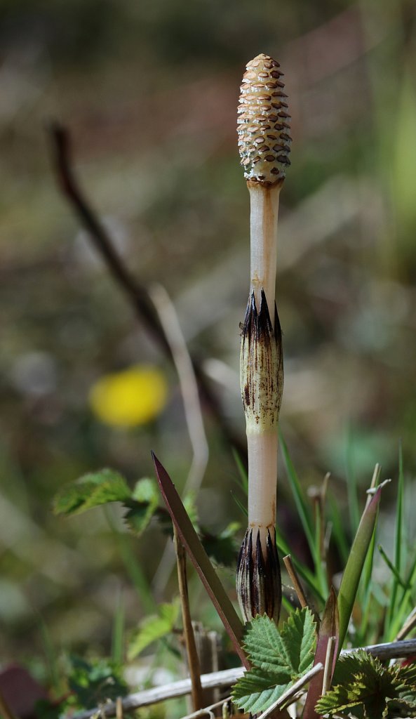 Equisetum arvense (Field Horsetail)