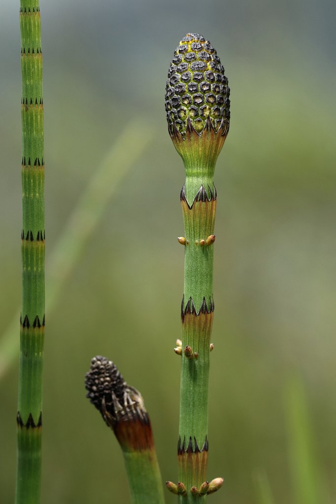 Equisetum fluviatile (Water Horsetail)