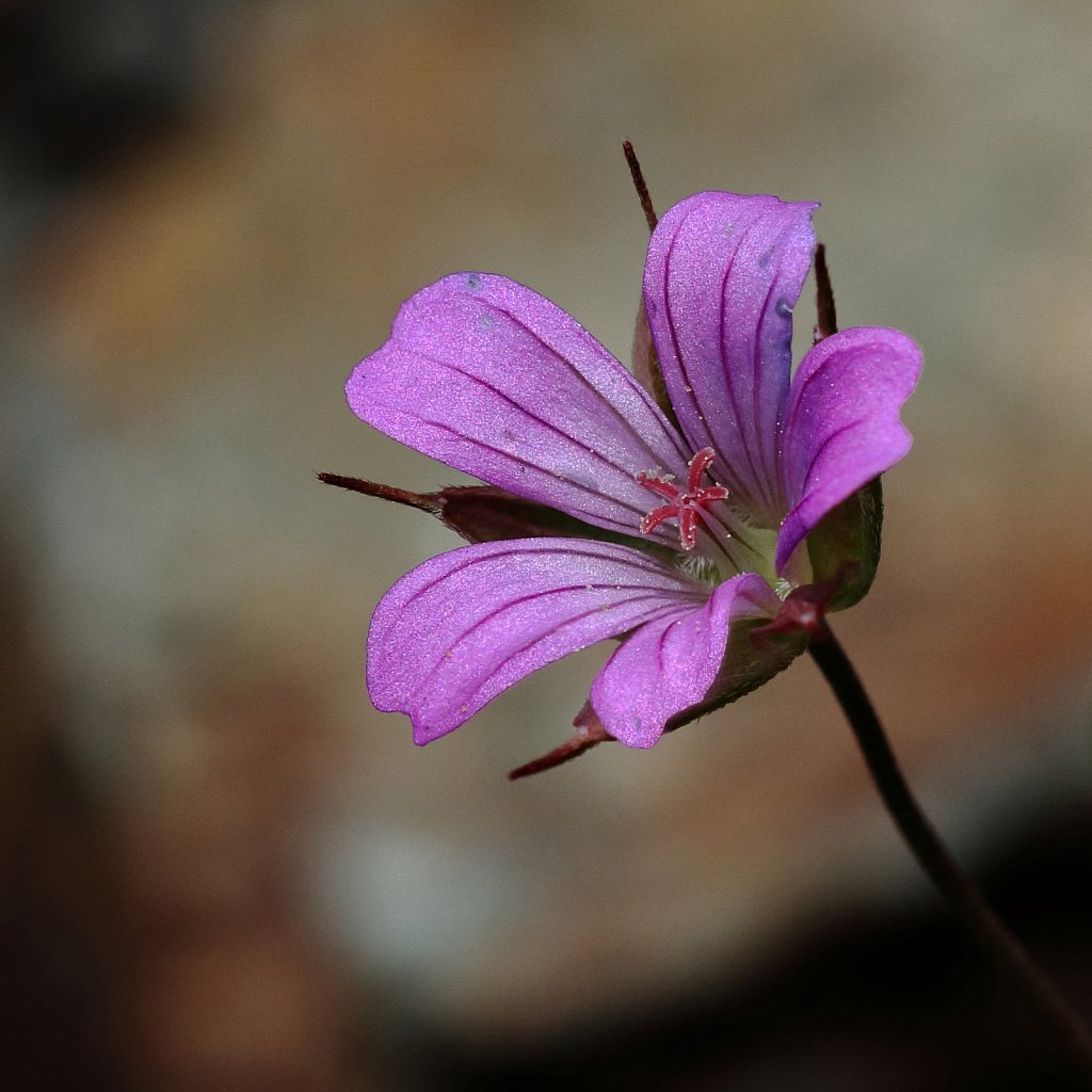 Geranium columbinum (Long-stalked Crane's-bill)