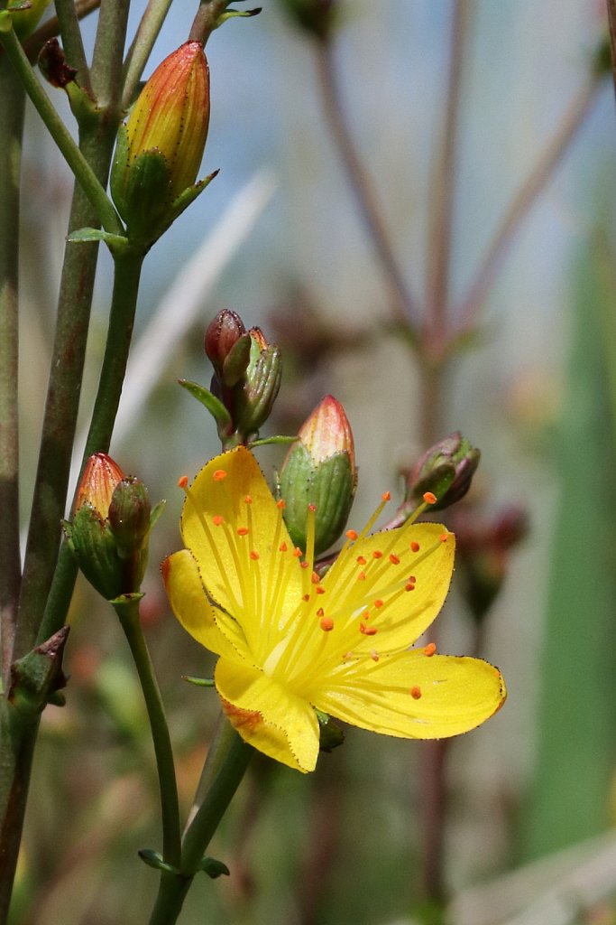 Hypericum pulchrum (Slender St John's-wort)