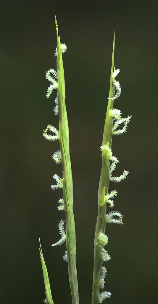 Spartina anglica (Common Cordgrass)