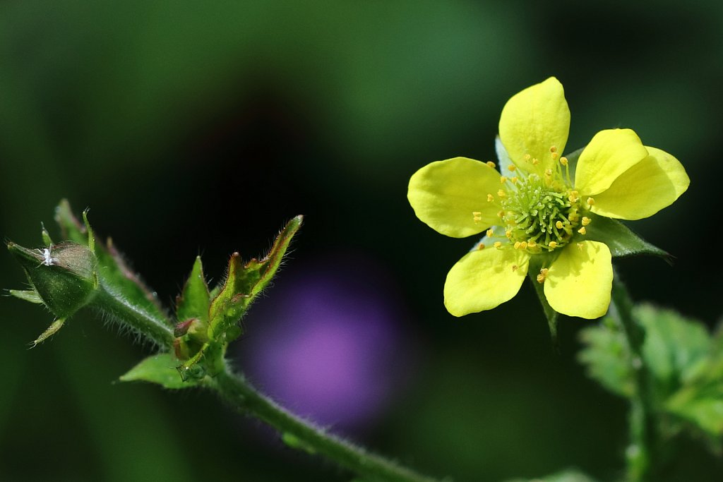 Geum urbanum (Wood Avens)