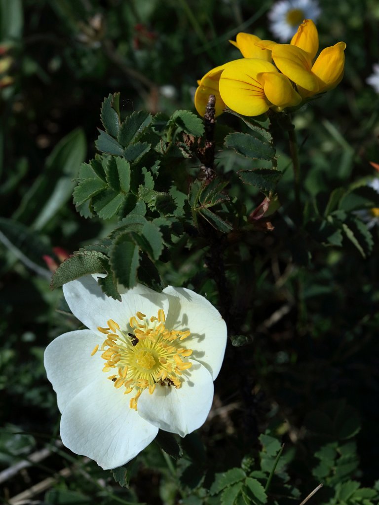 Rosa spinosissima (Burnet Rose)