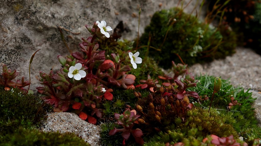 Saxifraga tridactylites (Rue-leaved Saxifrage)