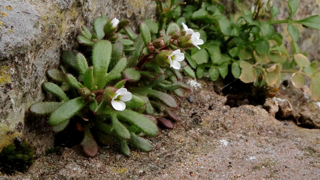 Saxifraga tridactylites (Rue-leaved Saxifrage)
