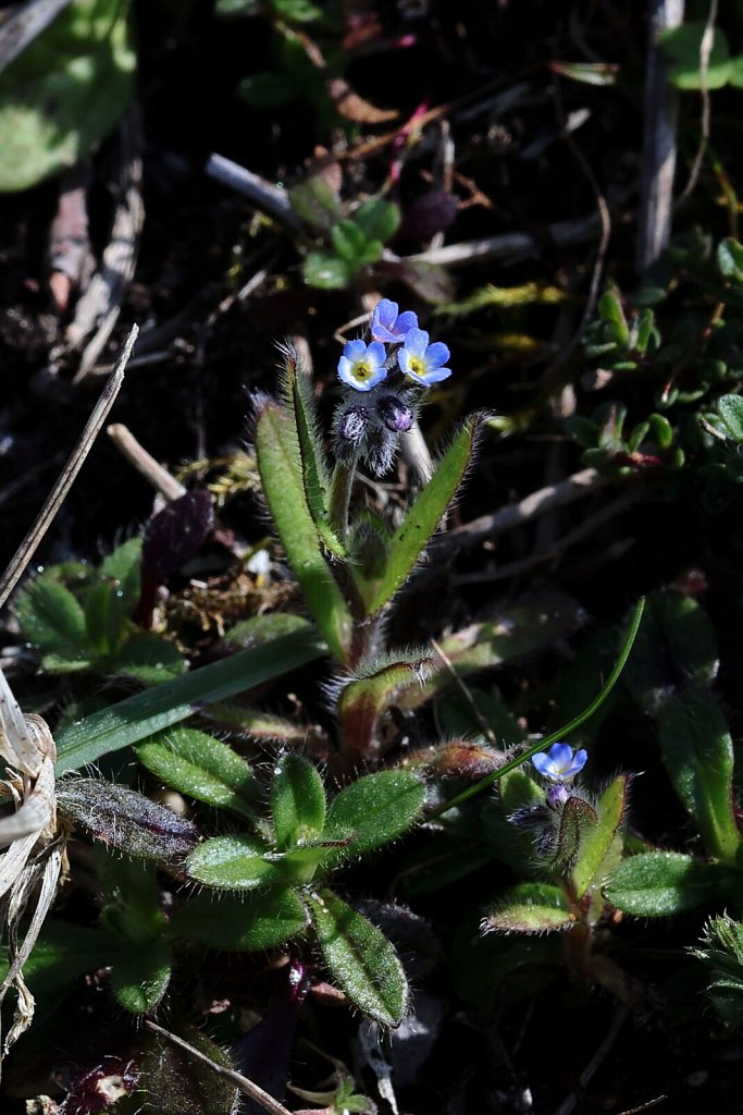 Myosotis ramosissima (Early Forget-me-not)