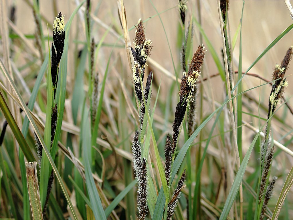 Carex riparia (Greater Pond Sedge)