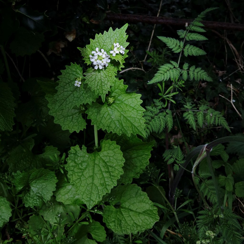 Alliaria petiolata (Garlic Mustard)