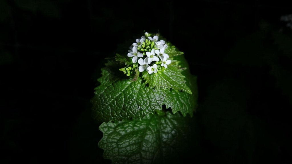 Alliaria petiolata (Garlic Mustard)