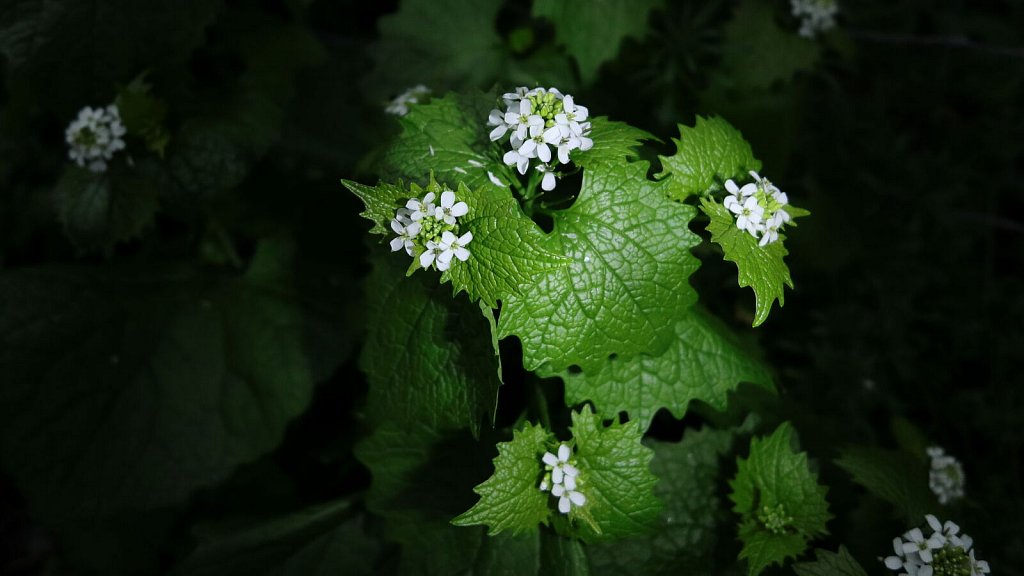 Alliaria petiolata (Garlic Mustard)