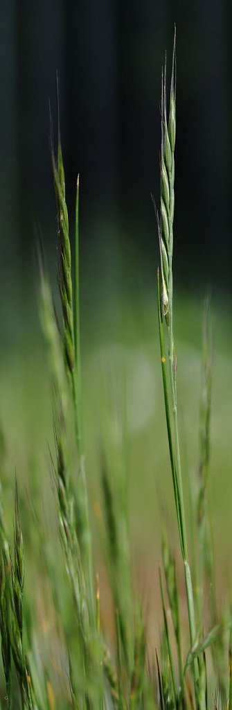 Vulpia bromoides (Squirreltail Fescue)