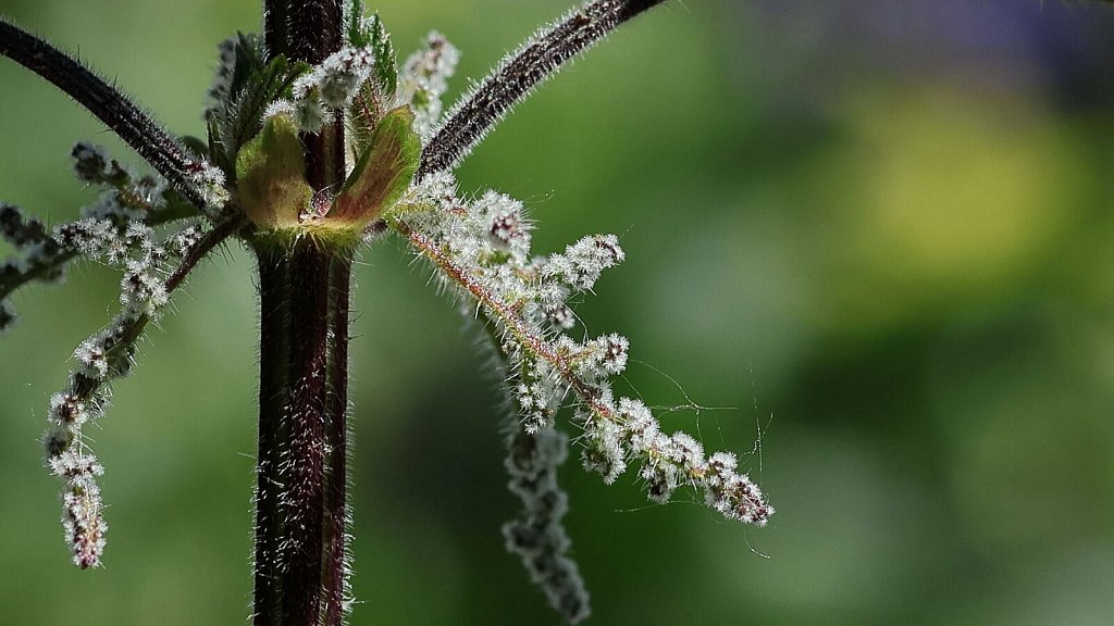 Urtica dioica (Common Nettle)